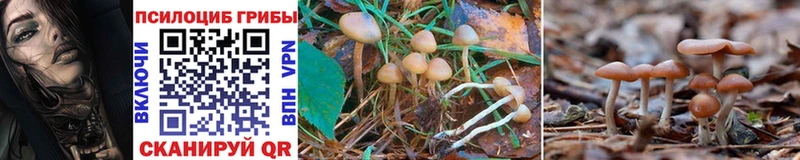 Псилоцибиновые грибы Psilocybine cubensis  Купить  Среднеколымск 